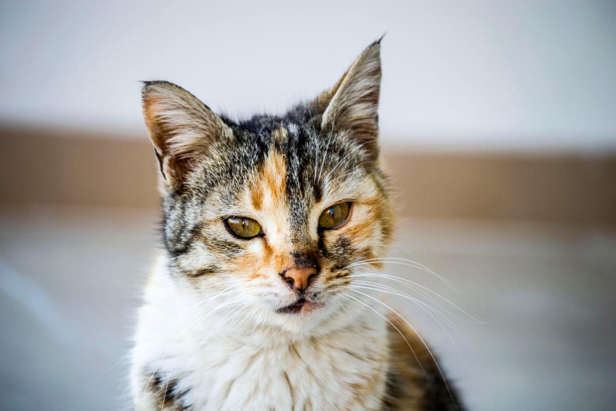 Meu gato machucou o olho com a unha, o que fazer?