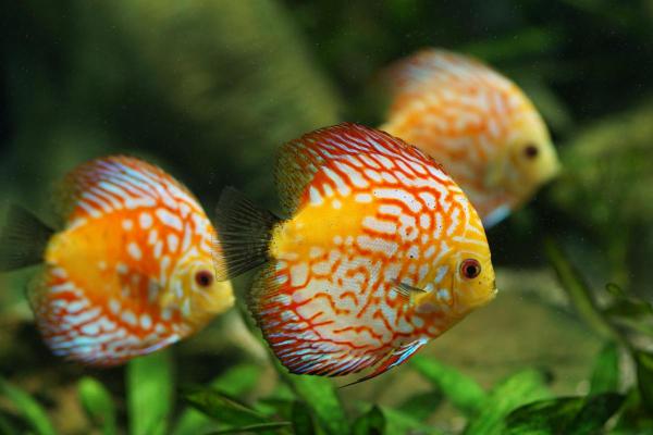 Peixes do Rio Amazonas - Acará-disco (Symphysodon discus)