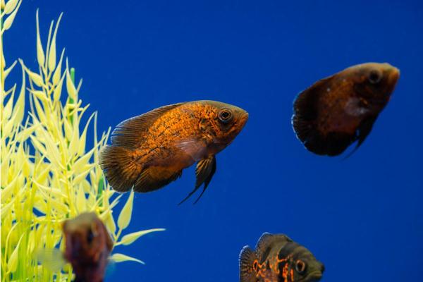 Peixes do Rio Amazonas - Acará-grande (Astronotus ocellatus)