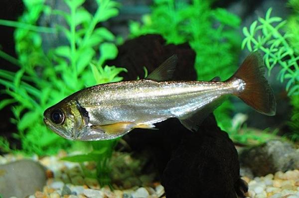 Peixes do Rio Amazonas - Cachorra (Hydrolycus armatus)