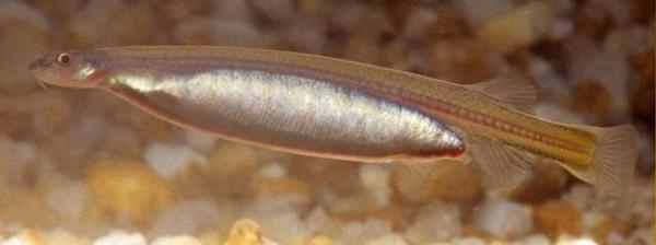 Peixes do Rio Amazonas - Candiru (Vandellia cirrhosa)
