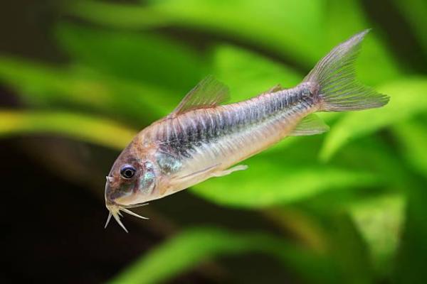 Peixes do Rio Amazonas - Corydoras splendens