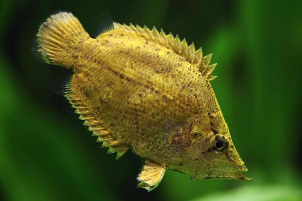 Peixes do Rio Amazonas - Peixe-folha (Monocirrhus polyacanthus)
