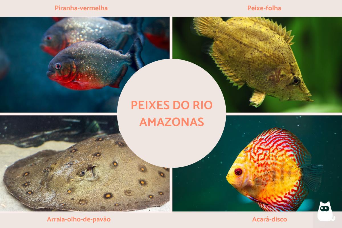 Peixes do Rio Amazonas
