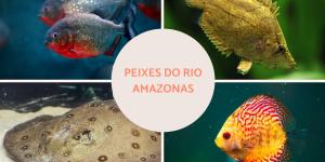Peixes do Rio Amazonas