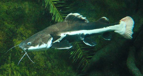 Peixes do Rio Amazonas - Piraíba (Brachyplatystoma filamentosum)