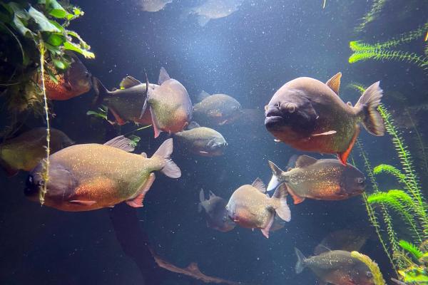 Peixes do Rio Amazonas - Piranha-vermelha (Pygocentrus nattereri)