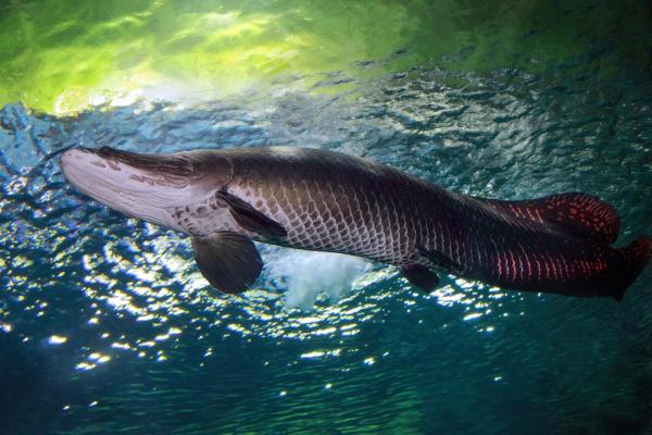 Peixes do Rio Amazonas - Pirarucu (Arapaima gigas)