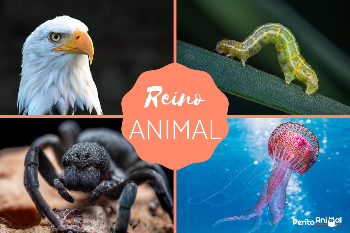 Reino animal: classificação, características e exemplos