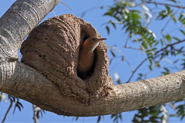 Ninho de João-de-Barro: como identificar? - Como é o ninho do joão-de-barro?