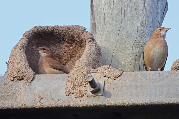 Ninho de João-de-Barro: como identificar? - Como o joão-de-barro constrói seu ninho?