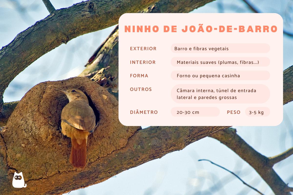 Ninho de João-de-Barro: como identificar?