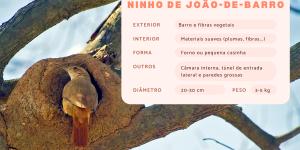 Ninho de João-de-Barro: como identificar?