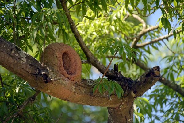 Ninho de João-de-Barro: como identificar? - Onde o joão-de-barro constrói seu ninho?
