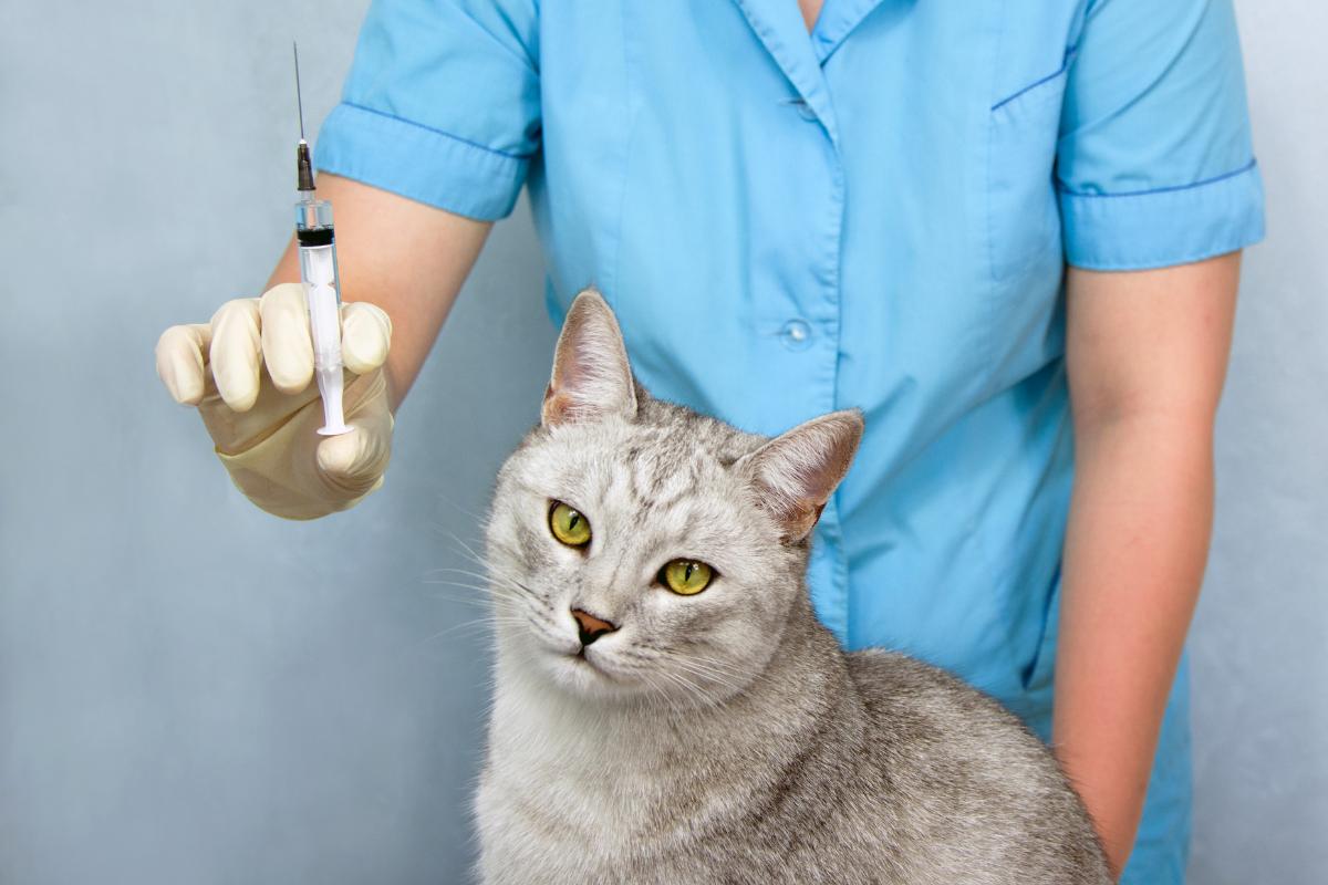 Quais vacinas os gatos devem tomar?