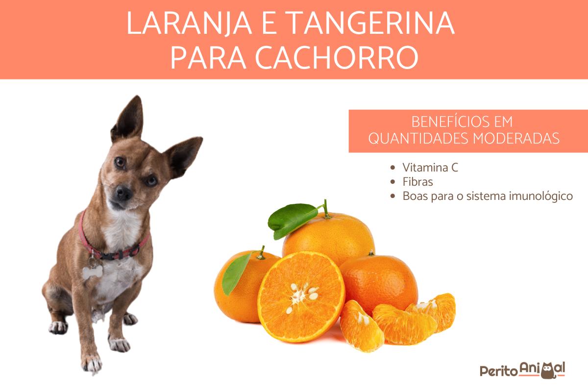 Cachorro pode comer laranja? E tangerina?