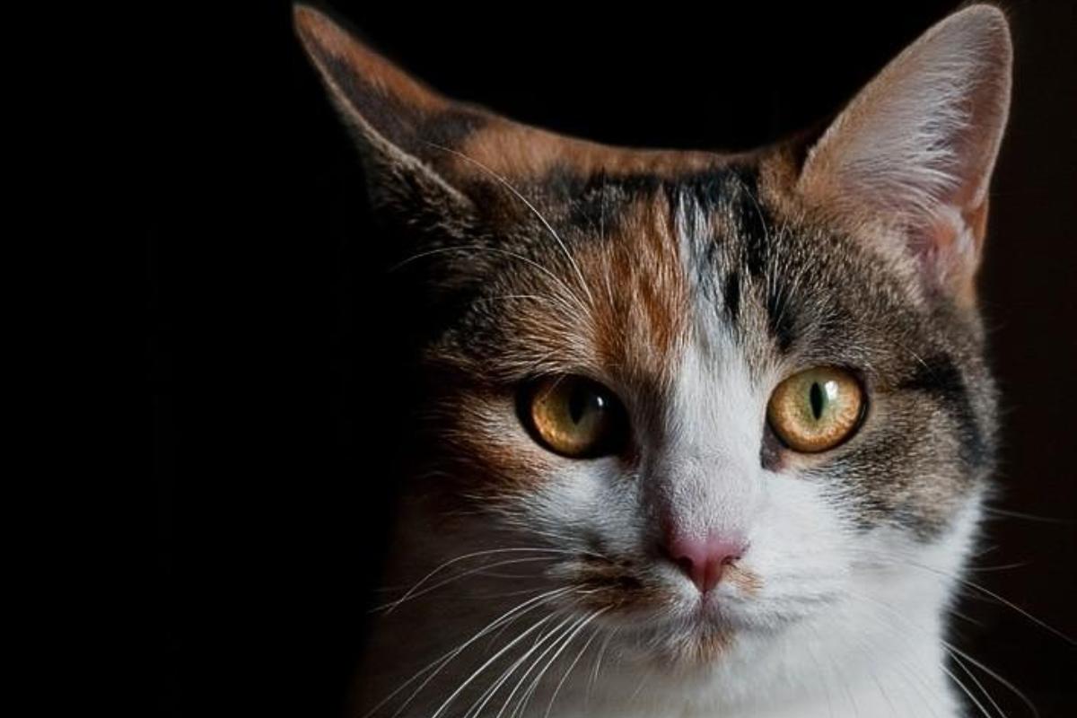 Hipotireoidismo em gatos - Sintomas e tratamento