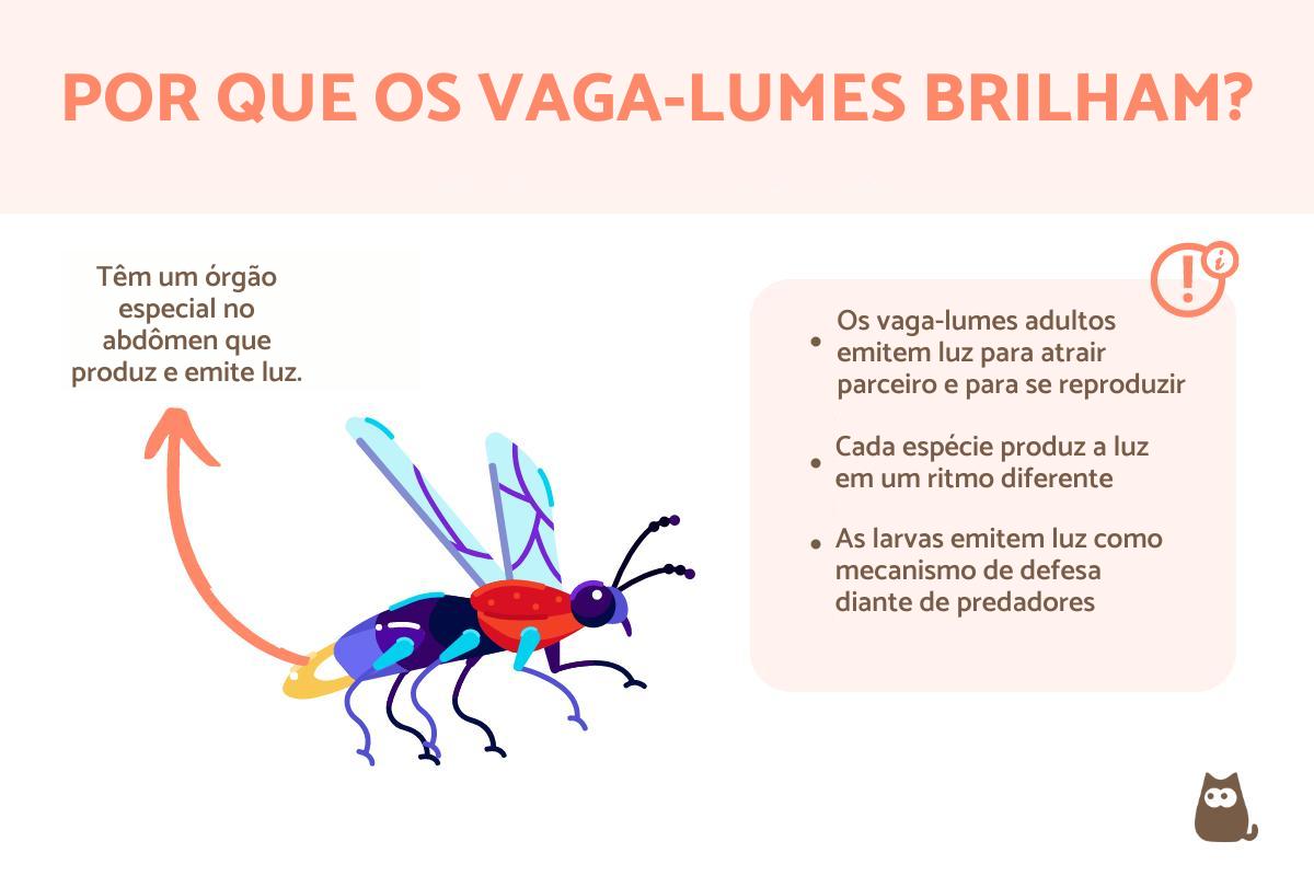 Por que os vaga-lumes brilham?