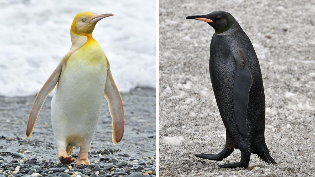 Tipos de pinguins raros