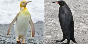 Tipos de pinguins raros