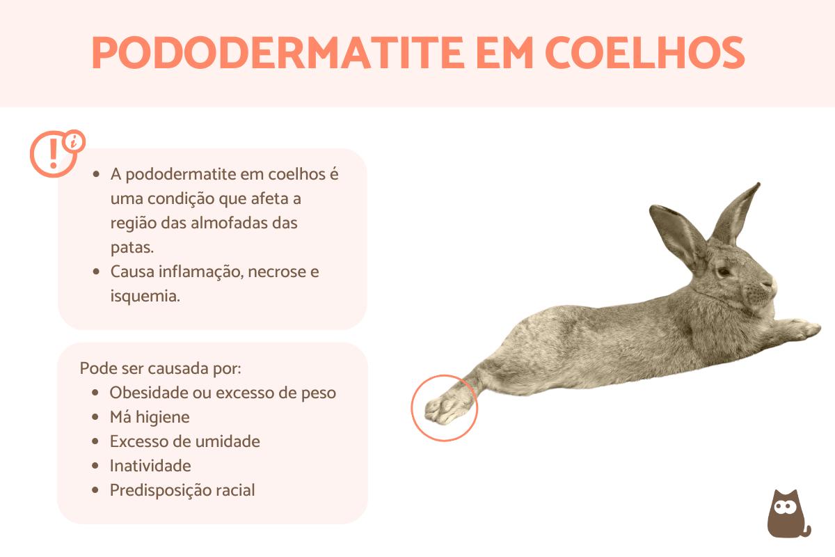 Pododermatite em coelhos - Sintomas e tratamento