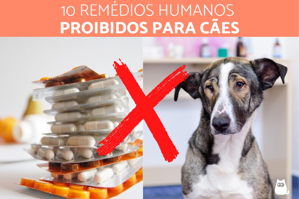10 Remédios humanos proibidos para cães