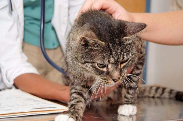 Hérnia diafragmática em gatos - Sintomas e tratamento