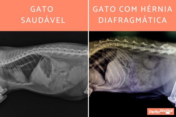 Hérnia diafragmática em gatos - Sintomas e tratamento - O que é uma hérnia diafragmática em gatos