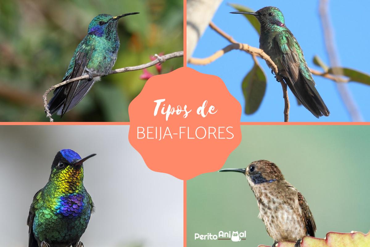 Tipos de beija-flor - Exemplos de colibris