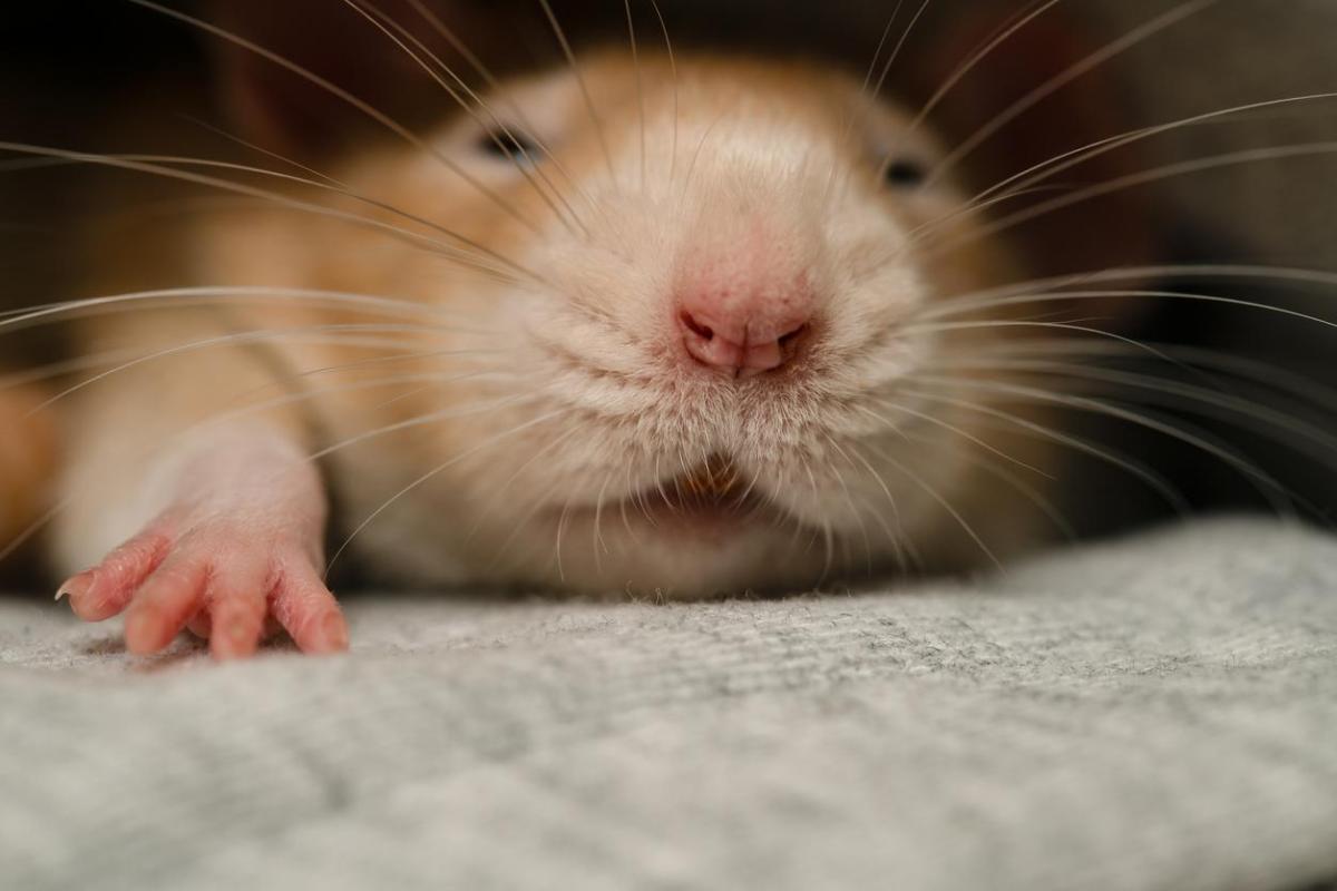 Por que meu hamster fica paralisado?