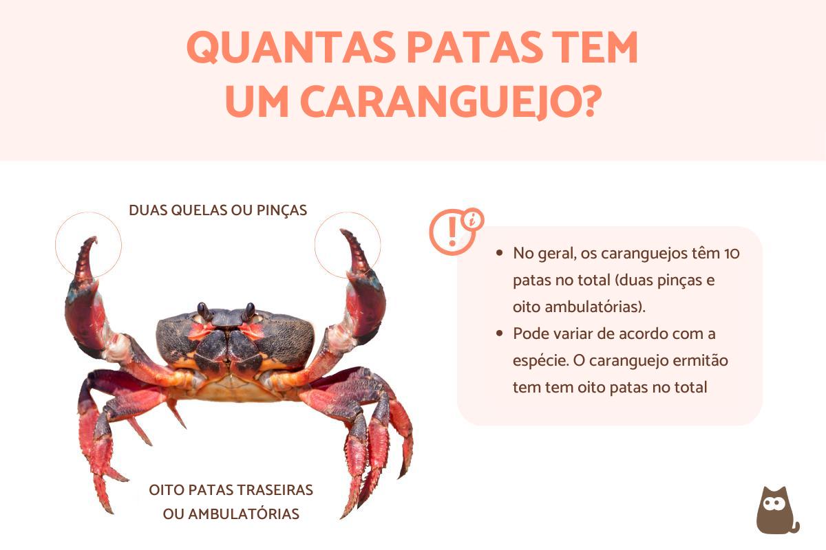 Quantas patas tem um caranguejo?