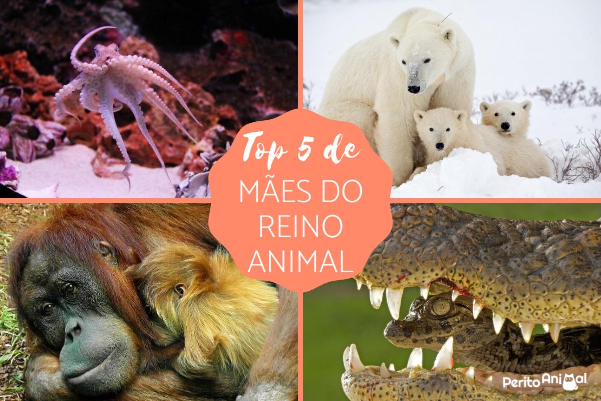 As melhores mães do reino animal