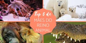 As melhores mães do reino animal