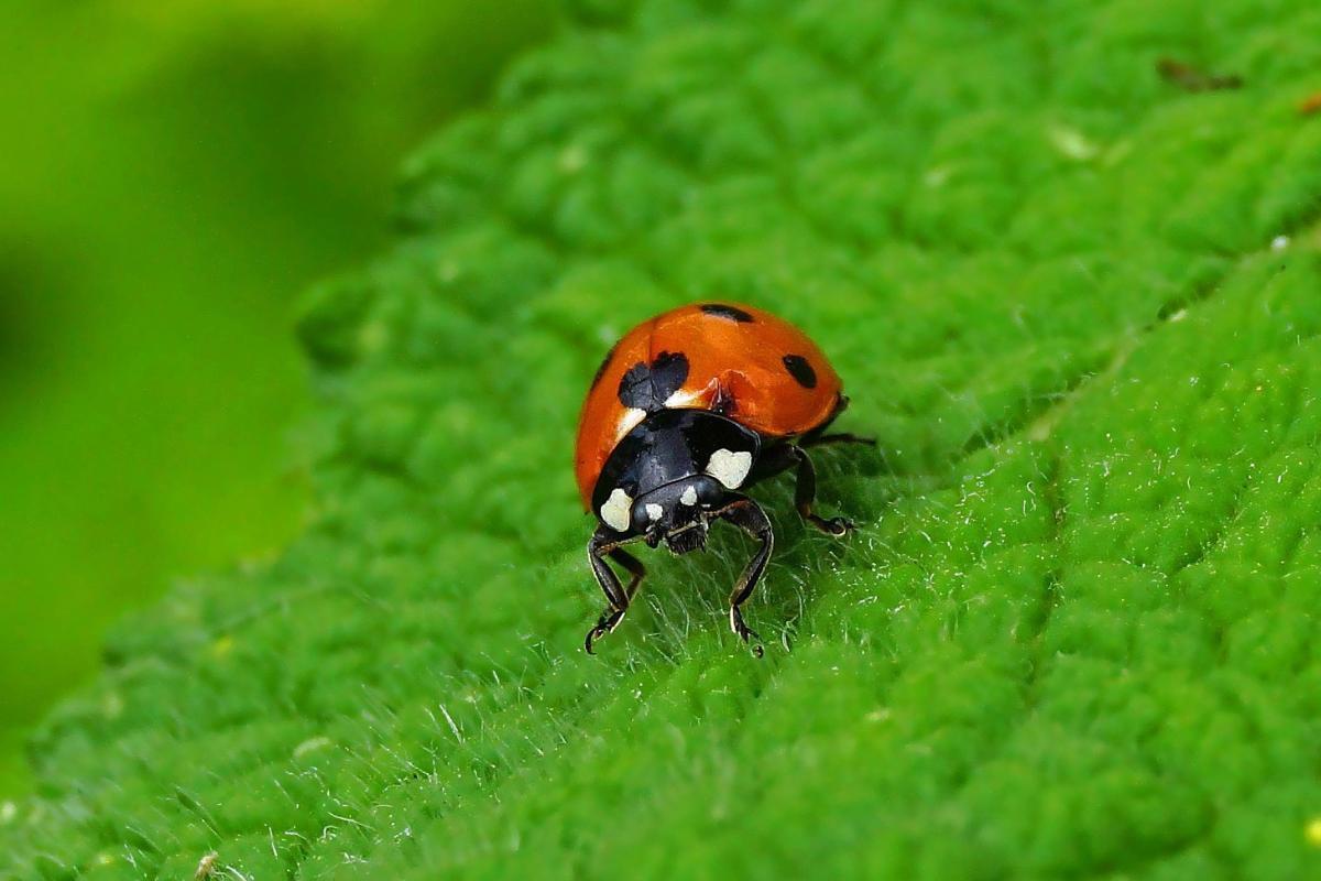Onde vivem as joaninhas?