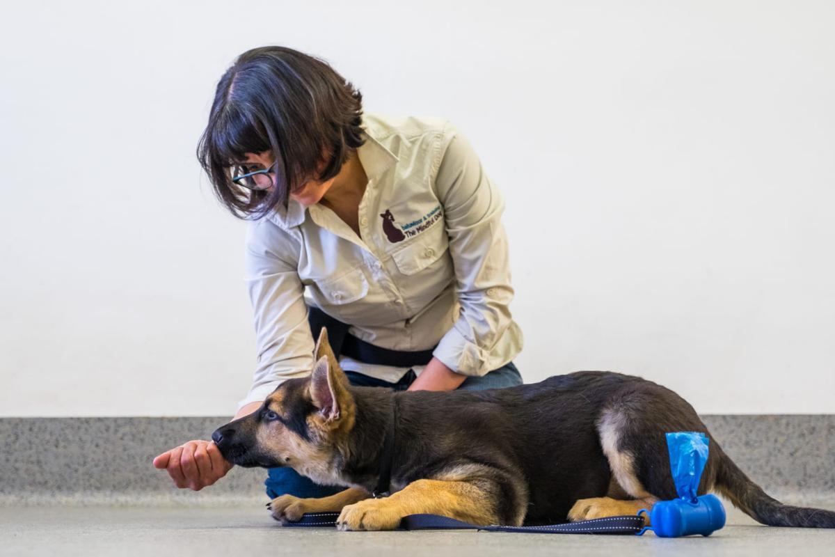 Alimentos para cães sem dentes