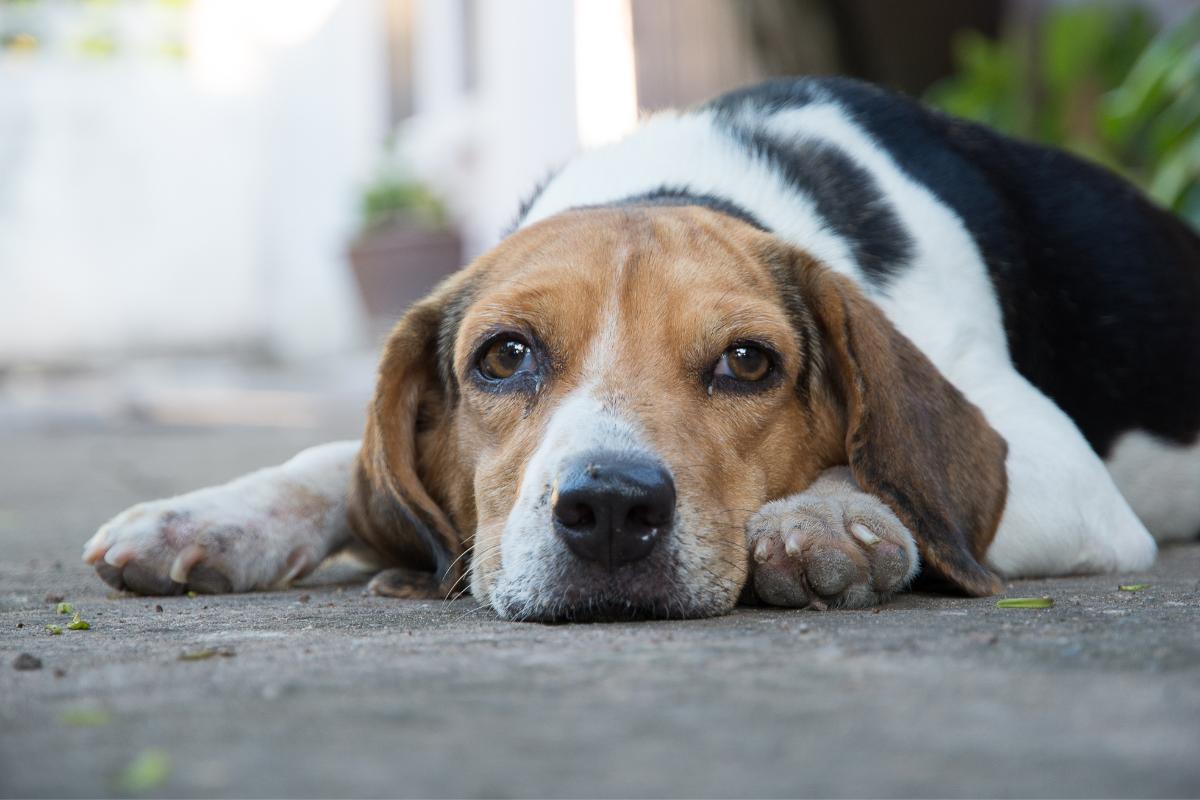 Hemangiossarcoma em CÃES - O que é, sintomas, sobrevida e tratamentos
