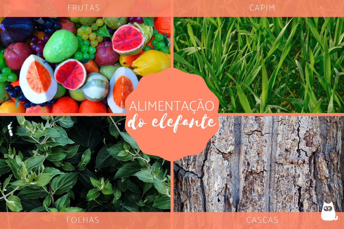 O que o elefante come?