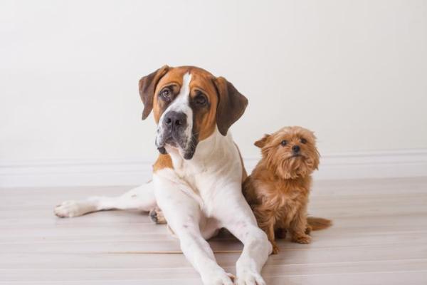 Cachorros e suas características - 10. Expectativa de vida dos cachorros