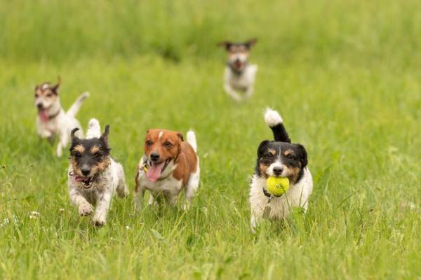 Cachorros e suas características - 4. Comportamento dos cachorros