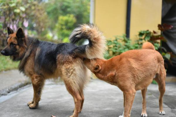 Cachorros e suas características - 6. Sentidos dos cachorros