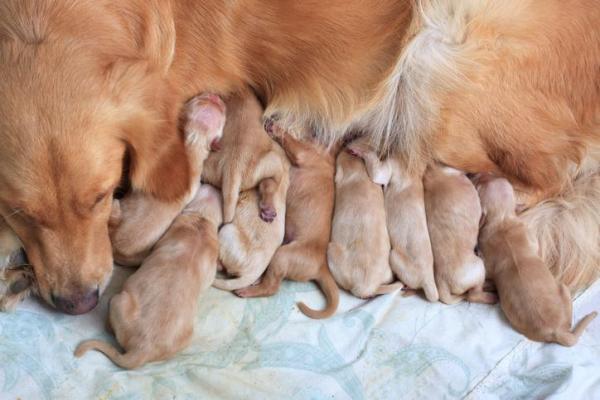 Cachorros e suas características - 8. Reprodução dos cachorros