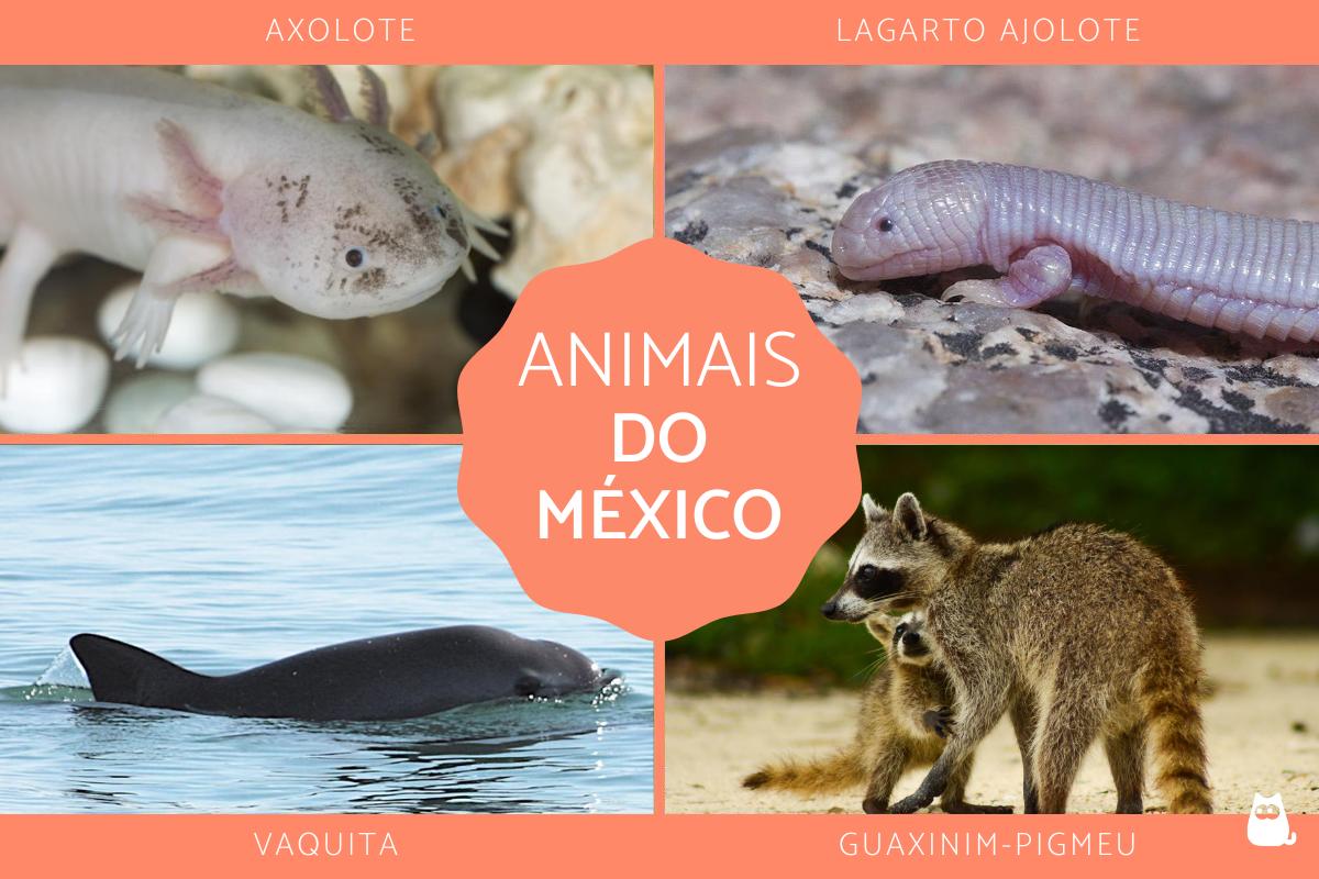 Animais do México