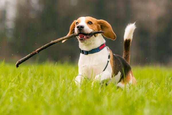 Cachorros e suas características