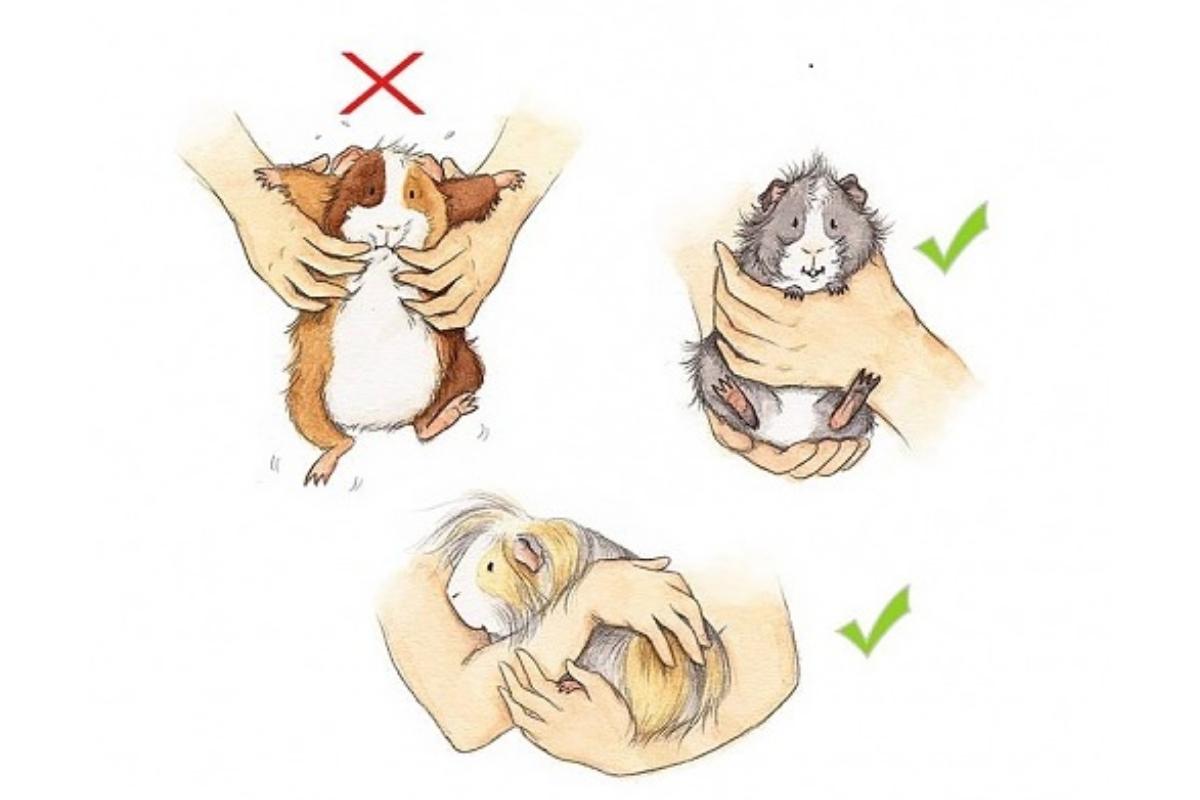 Como pegar meu porquinho-da-Índia?