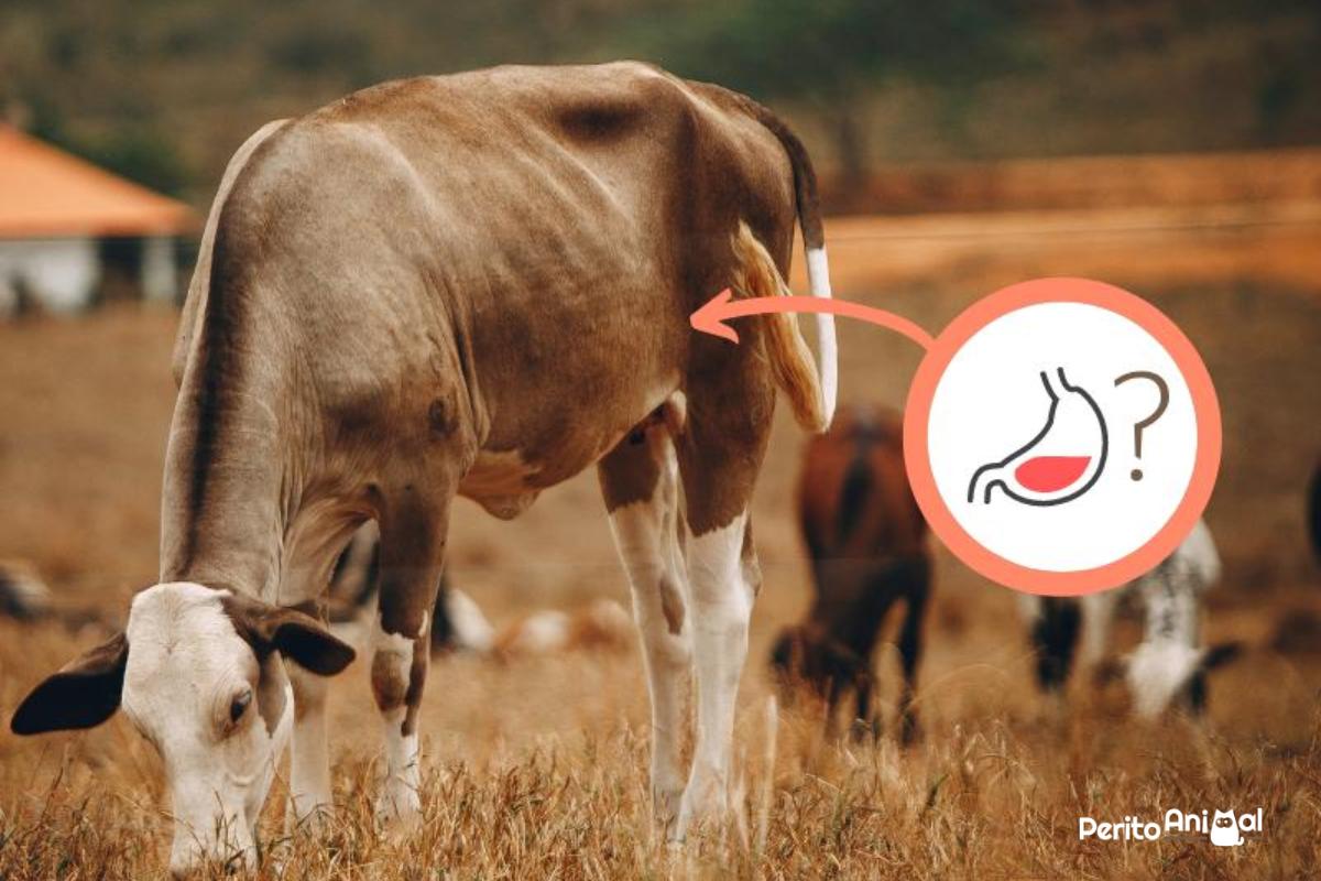 Quantos estômagos a vaca tem?