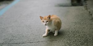 Doenças que deixam o gato descadeirado