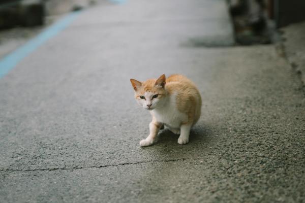 Doenças que deixam o gato descadeirado