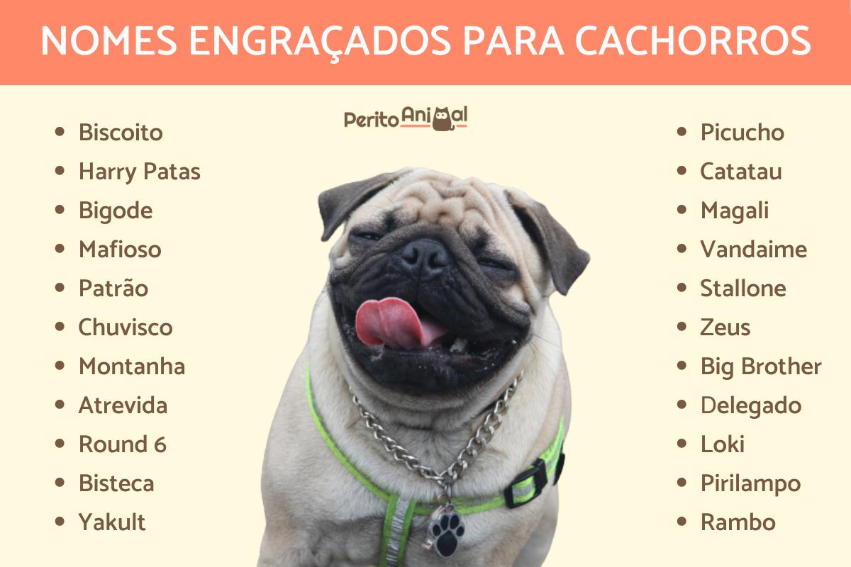 Nomes engraçados para cachorros