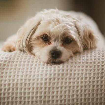 O meu cachorro não dorme à noite, o que fazer?