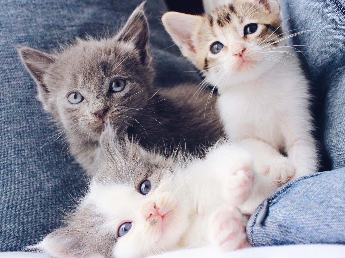 Alteração da cor do pelo do gato: causas e exemplos